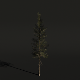 Tree Lodgepole Pine a1