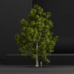 Single oak tree