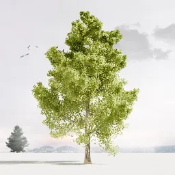 Single oak tree