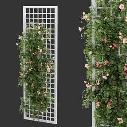 Grid Ivy Rose Plant