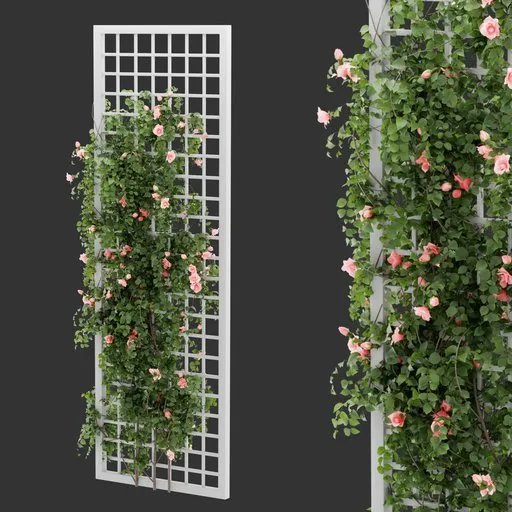 Grid Ivy Rose Plant