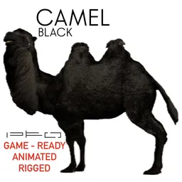 Black Camel
