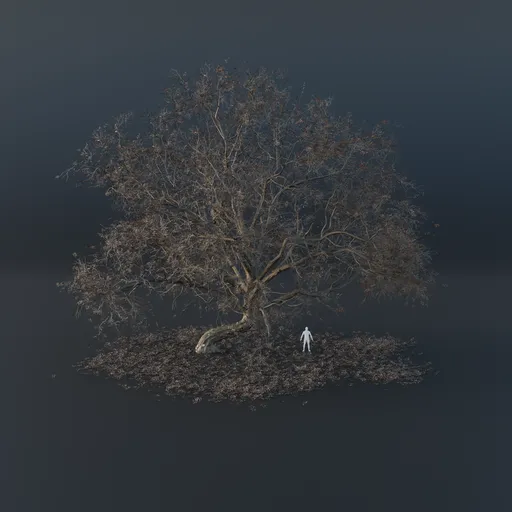 Oak Tree - Gravitropic (Winter)