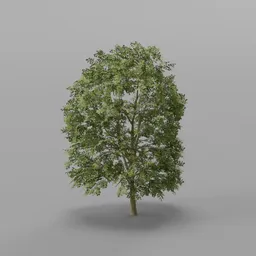 Large Dense Mapple Tree