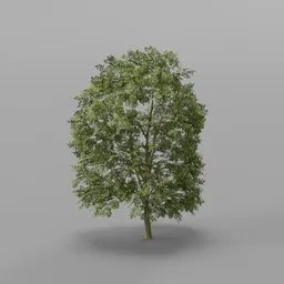 Large Dense Mapple Tree