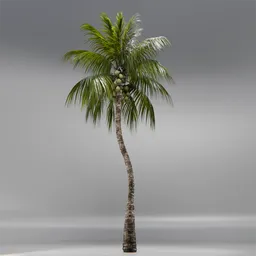 Coconut Tree Rigged and Animated