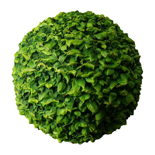 2K PBR realistic Hornbeam hedge material for 3D rendering in Blender and other apps.