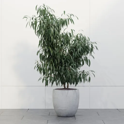 Weeping Ficus Tree