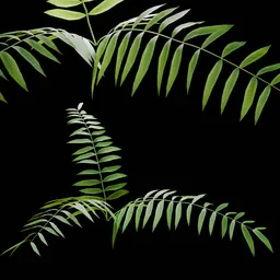 Outdoor Shrub