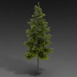 Large Spruce Tree