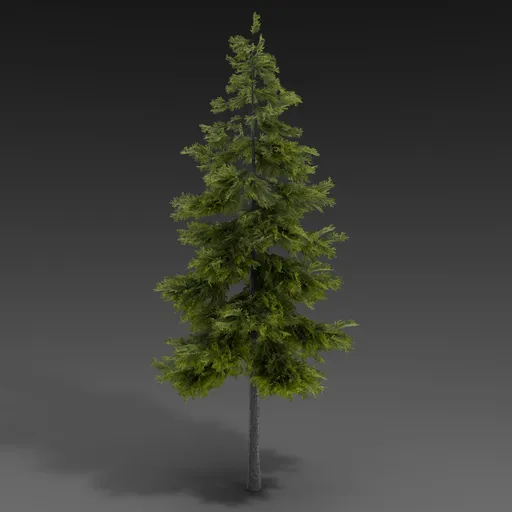 Large Spruce Tree