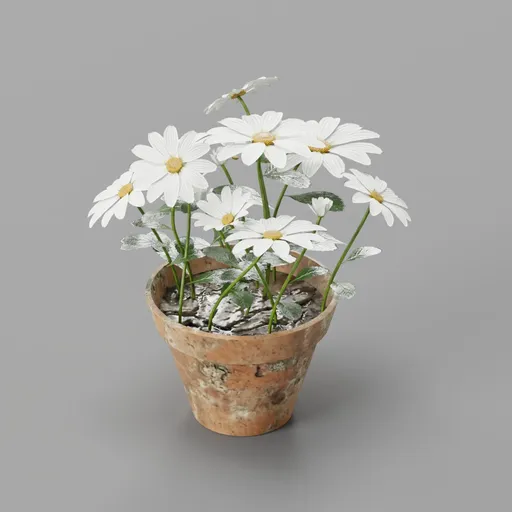 Daisy flower pot