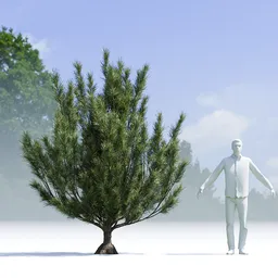 Tree Mugo Pine