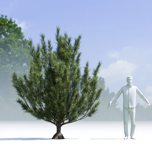 Tree Mugo Pine