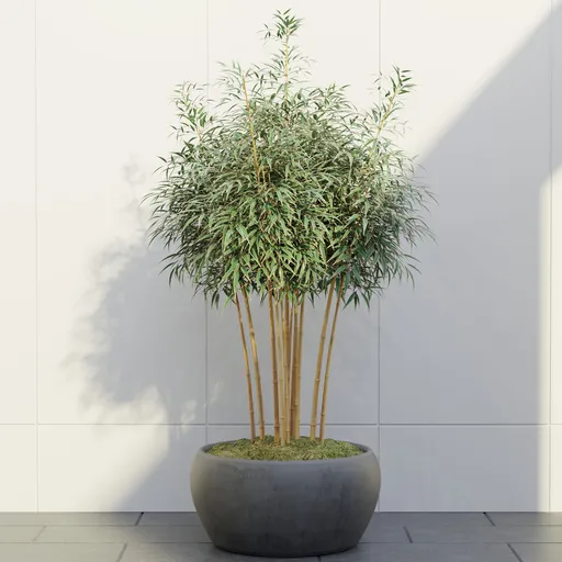 Bamboo Cluster