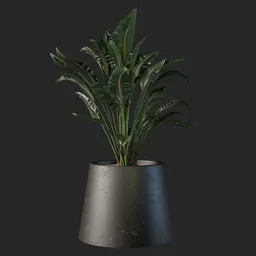 Plant
