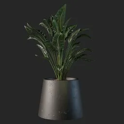 Plant