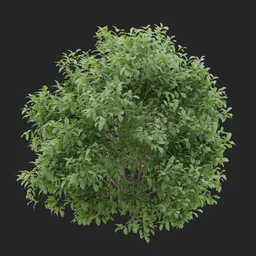 Simple Bush Plant