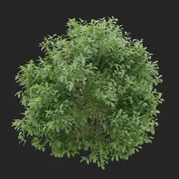 Simple Bush Plant