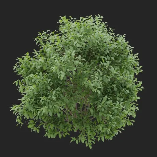 Simple Bush Plant