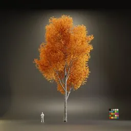 European Maple Acer Platanoide