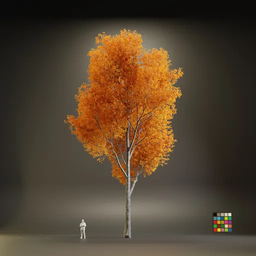 European Maple Acer Platanoide