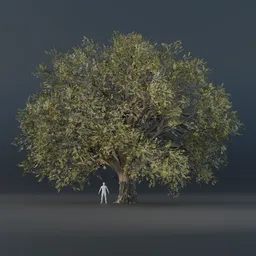 Oak Tree - Wide (Spring)
