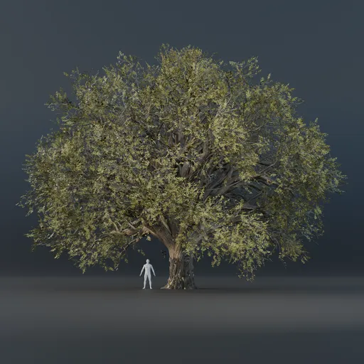 Oak Tree - Wide (Spring)