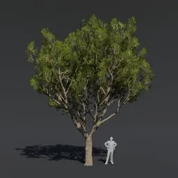 High-resolution 3D model of a leafy tree with PBR textures for Blender cinema quality renderings.