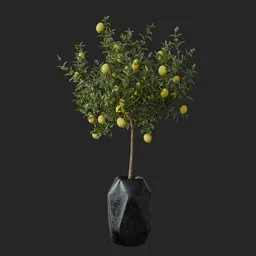 Lemon Plant