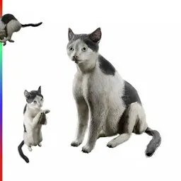 Black & white Cat