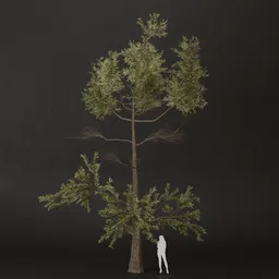 SJ-Mountain Spring Pine Tree