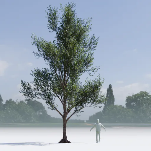 Callery Tree Low Poly