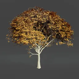 Oak tree animated