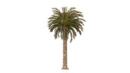 Date Palm Tree