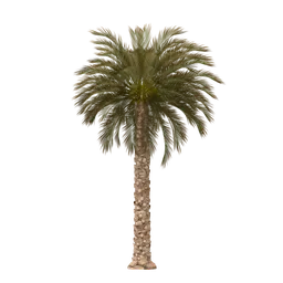 Date Palm Tree