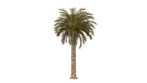 Date Palm Tree