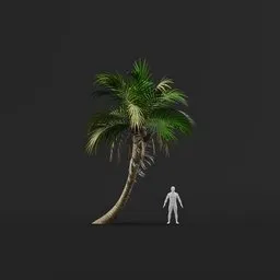 Palm Tree (Spring) - Short Thick Steep Bend