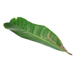 Leaves
