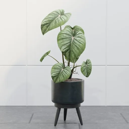 Philodendron Plant Stand
