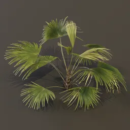Chinese Palm Young