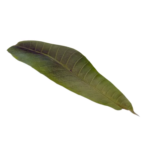 Leaves
