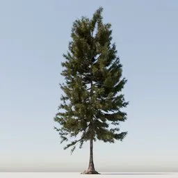 Highly detailed 3D conifer with roots suitable for Blender rendering, perfect for virtual forestry.