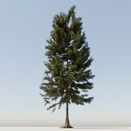 Coniferous Tree