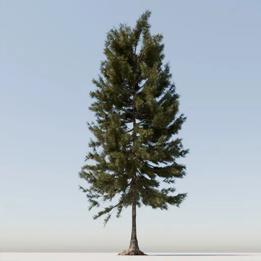 Coniferous Tree