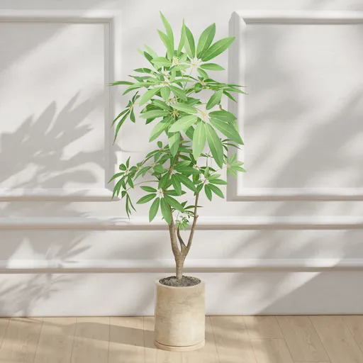 Potted Plant