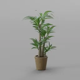 Dragon Tree