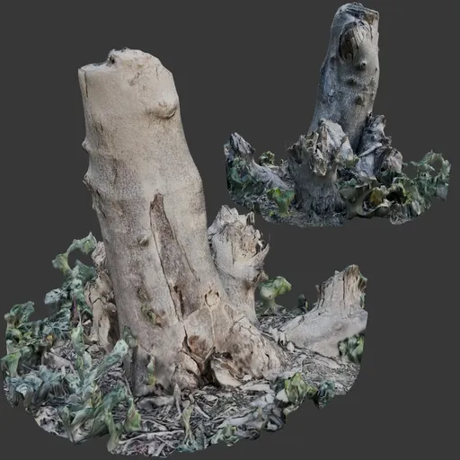 Stump Vegetation
