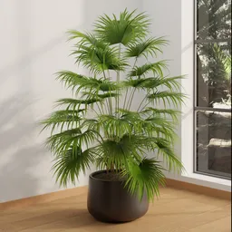 Indoor Fan Palm Plant
