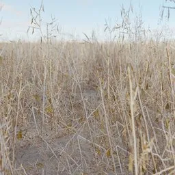 Grass Dead Dry Small